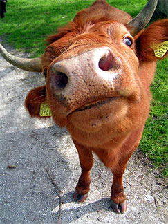 Vaca de relleno